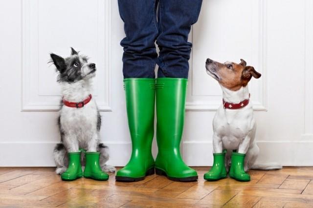 Tips on Keeping a Home with Pets Clean