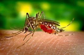 mosquitoes