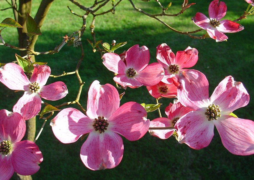 Flowering Trees – Add Contrast To Your Home Landscape