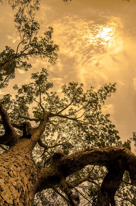The Best Tree Care Tips