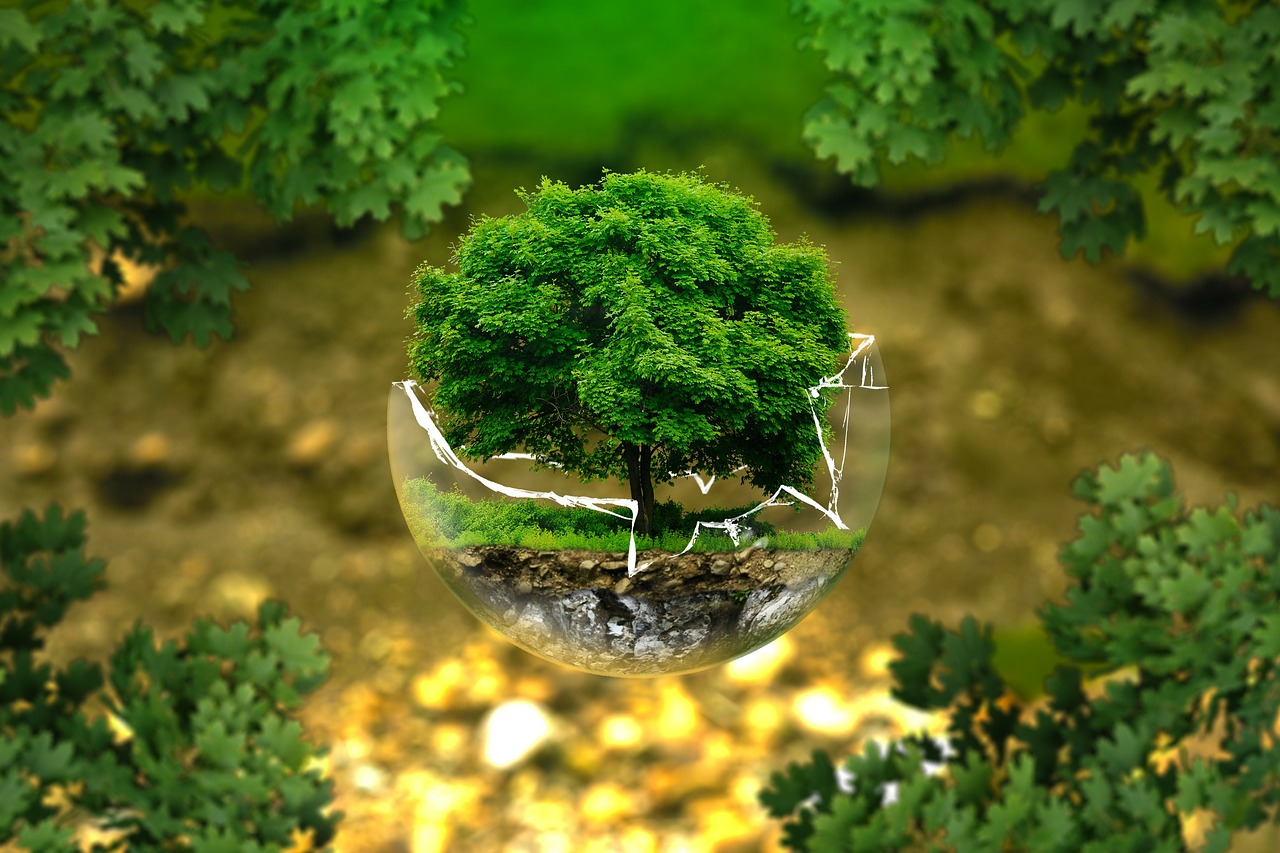 Proper tree care & maintenance