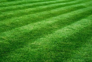 trimmed and green lawn