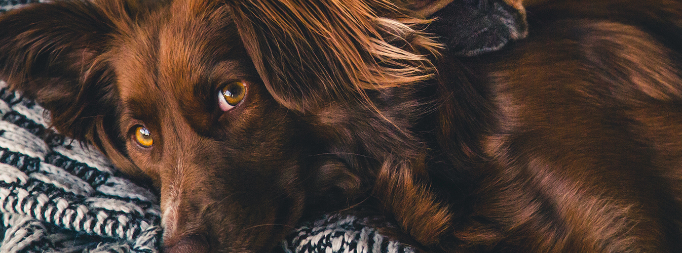 Tips on Keeping a Home with Pets Clean